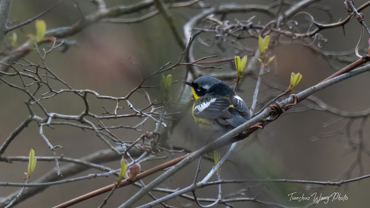 Magnolia Warbler - ML618640790