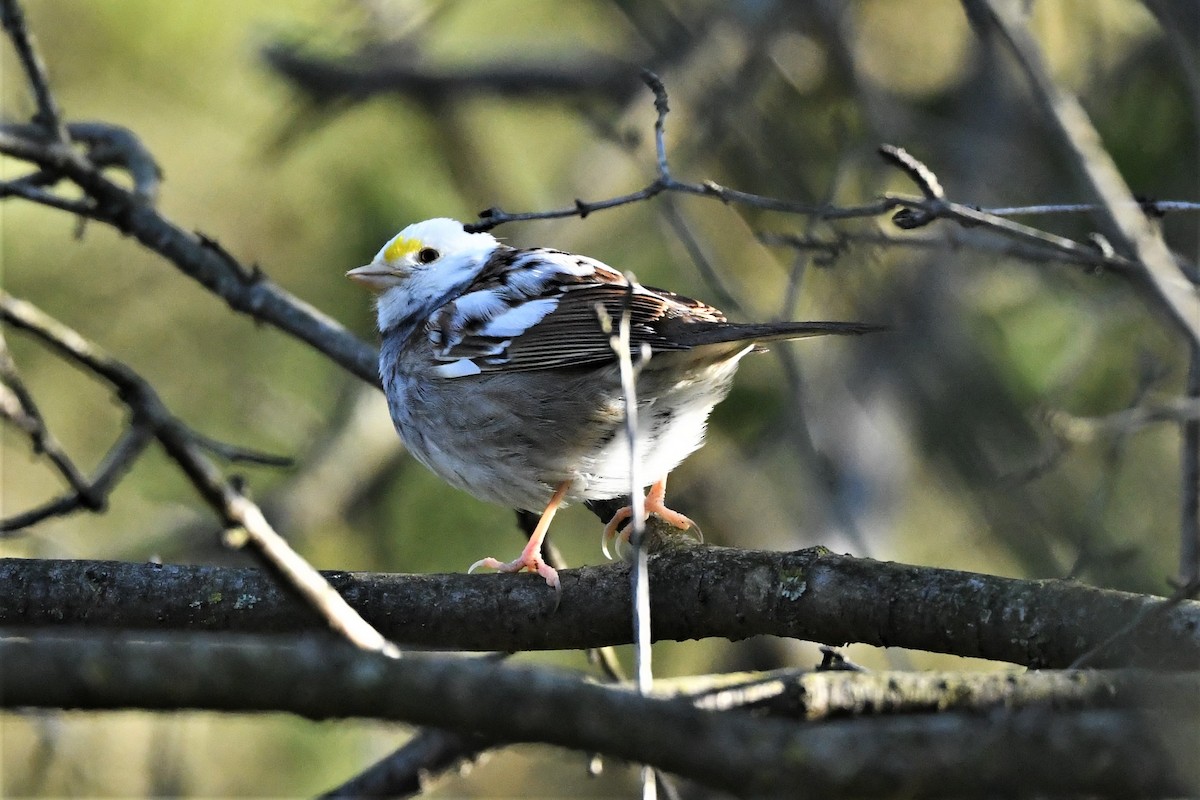 White-throated Sparrow - Mark Miller