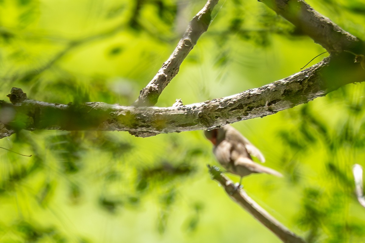 Common Waxbill - ML618640809