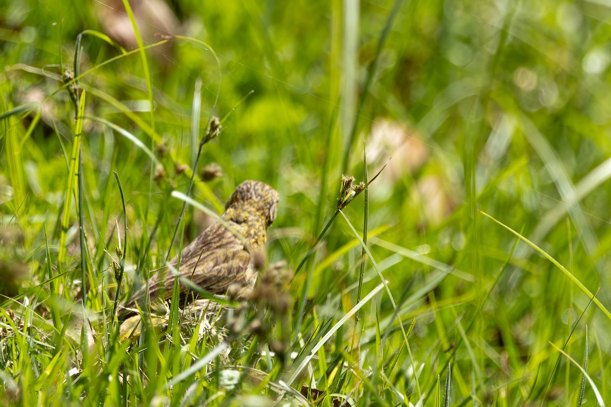 Saffron Finch - ML618640820