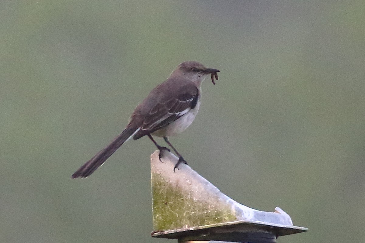 Northern Mockingbird - ML618640830