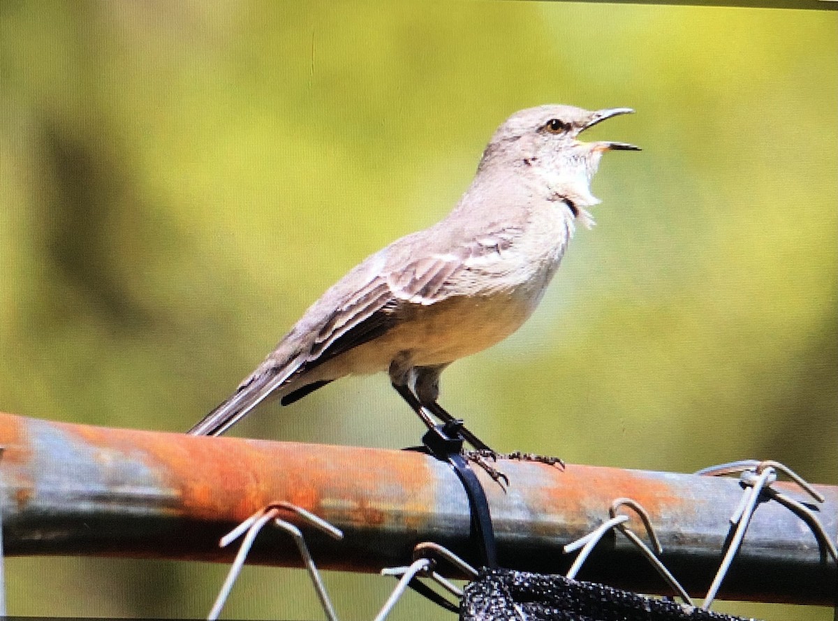 Northern Mockingbird - ML618640858