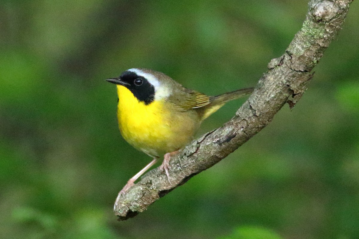 Common Yellowthroat - ML618640905