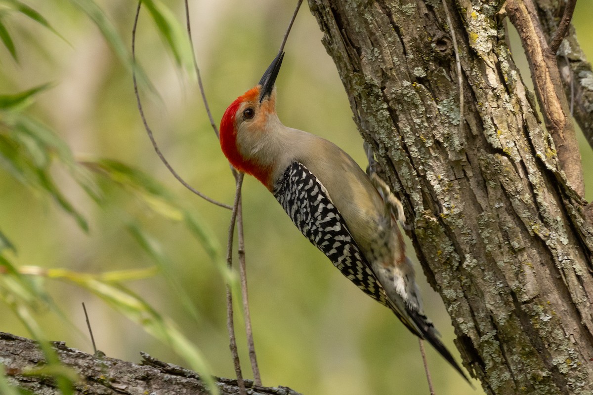 Red-bellied Woodpecker - ML618640907