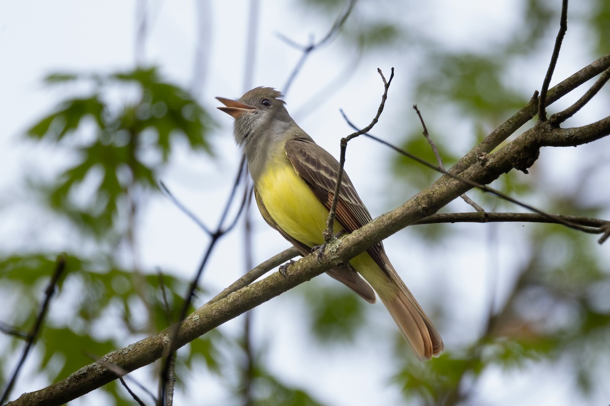 Great Crested Flycatcher - ML618640926
