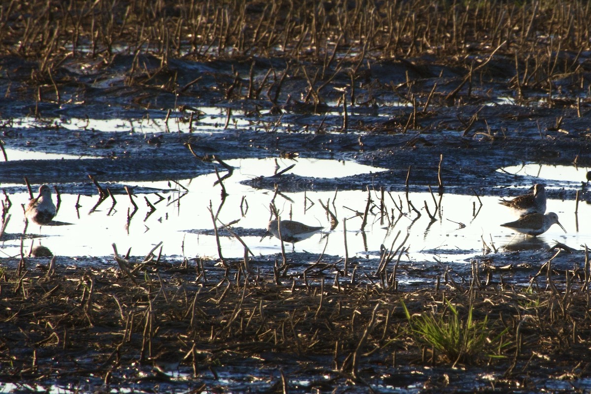 Dunlin - Jerry Horak