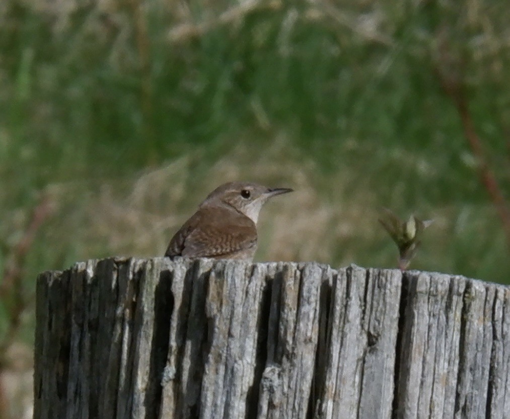 House Wren - Adrianne Knighton