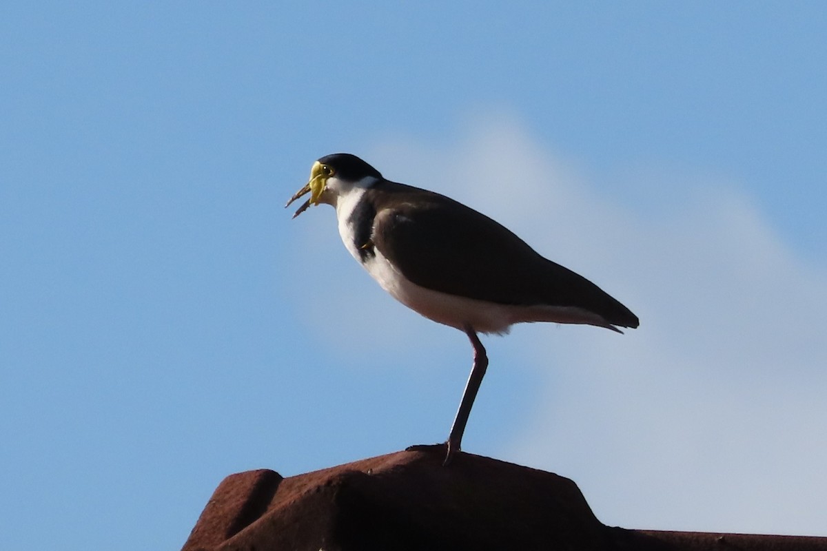 Masked Lapwing - ML618640982