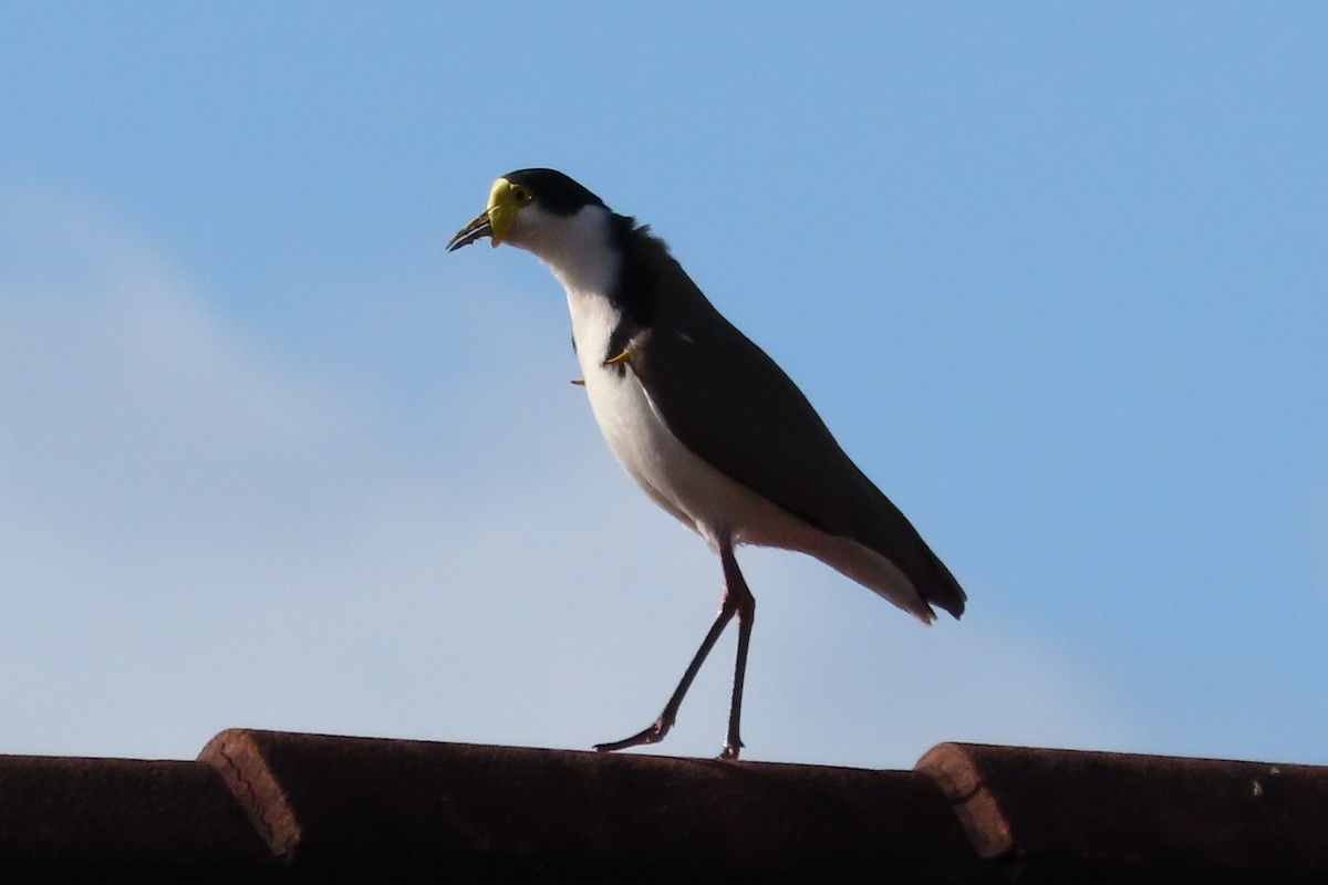 Masked Lapwing - ML618640983