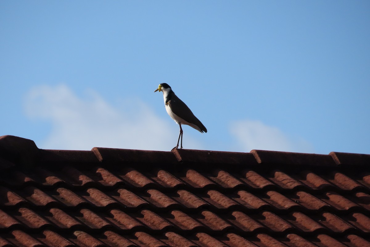 Masked Lapwing - ML618640984