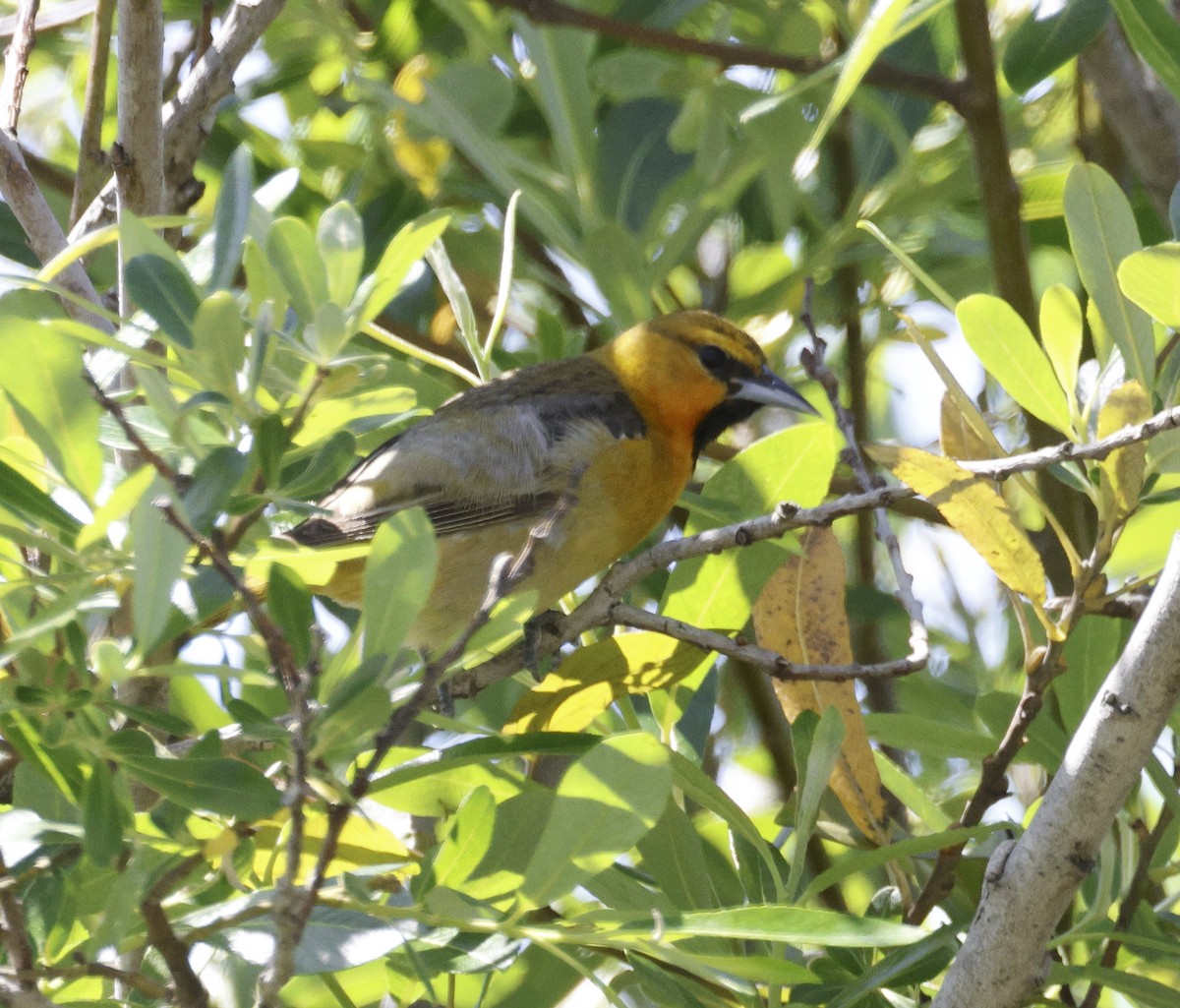 Bullock's Oriole - ML618640986