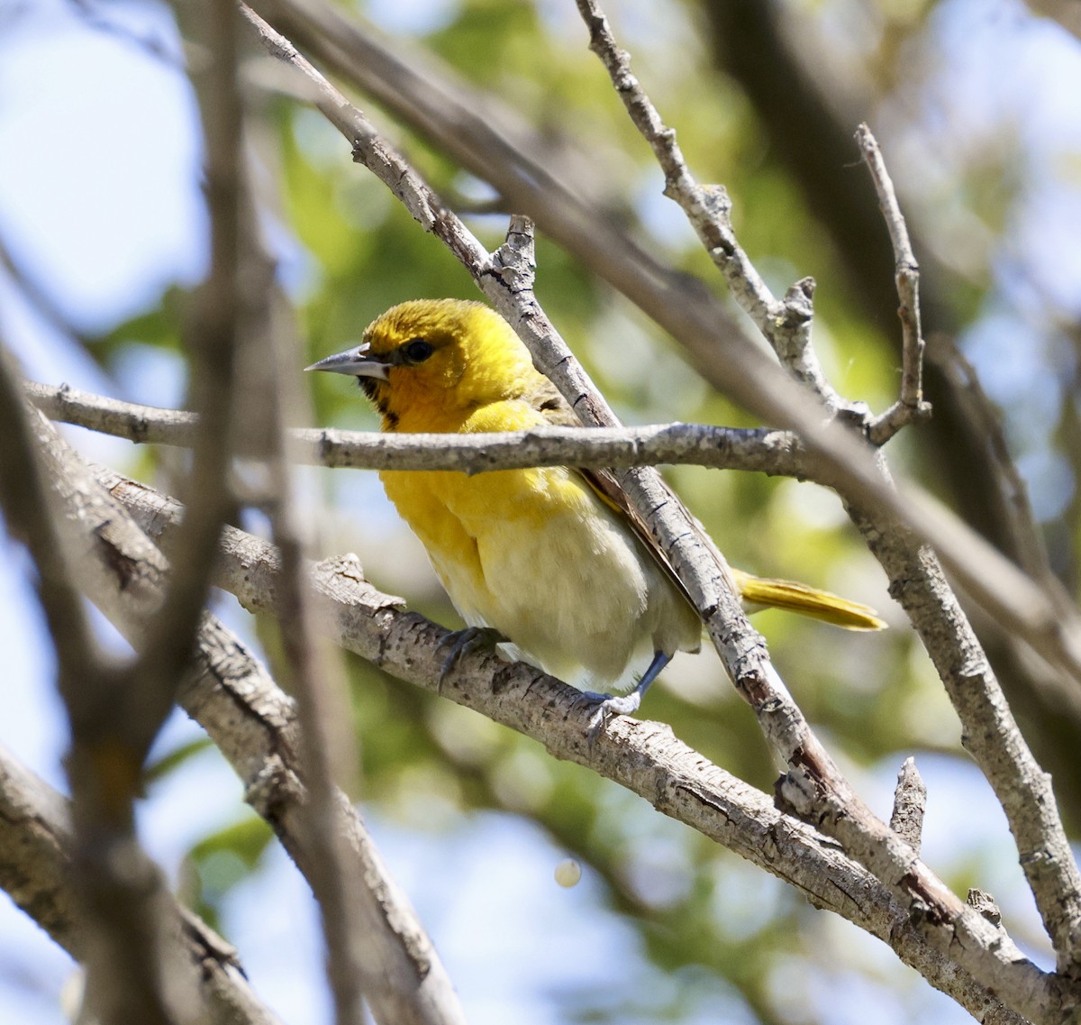 Bullock's Oriole - ML618640992