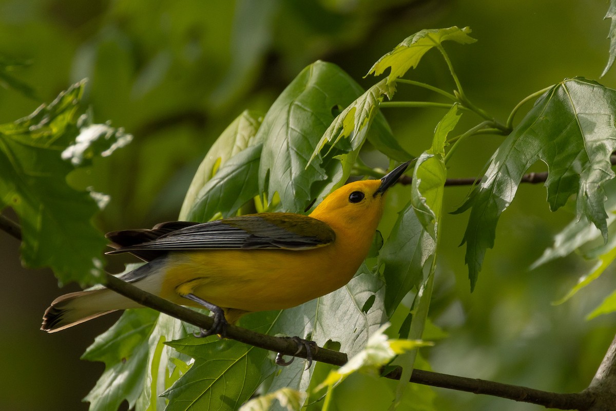 Prothonotary Warbler - ML618641013