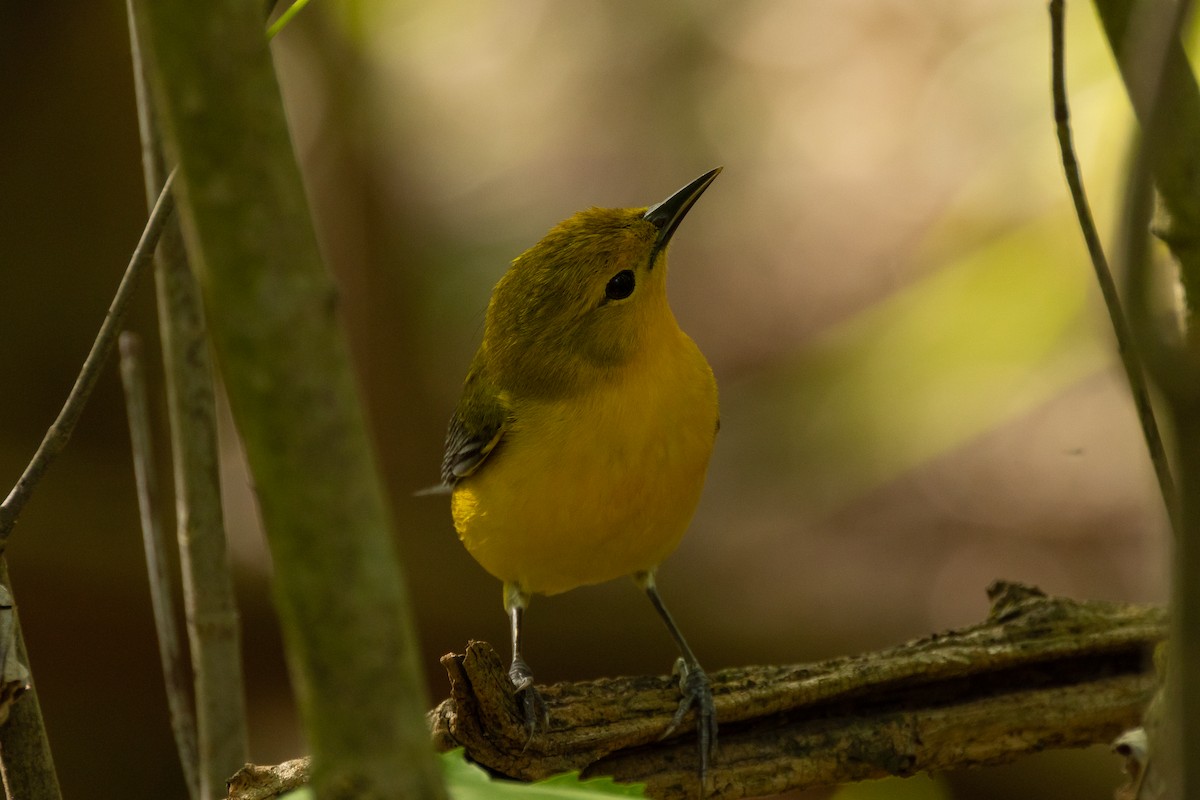 Prothonotary Warbler - ML618641014