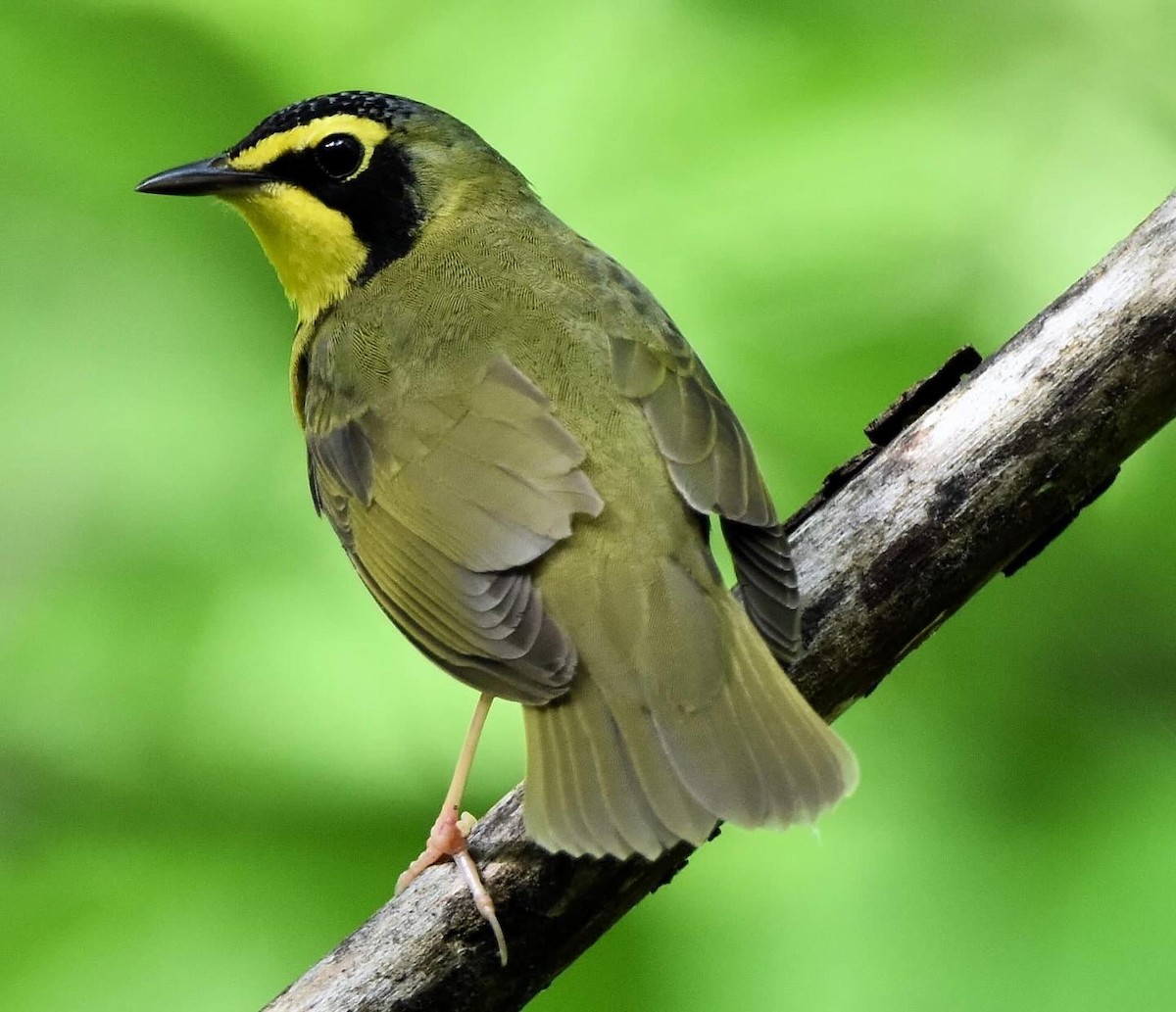 Kentucky Warbler - ML618641016