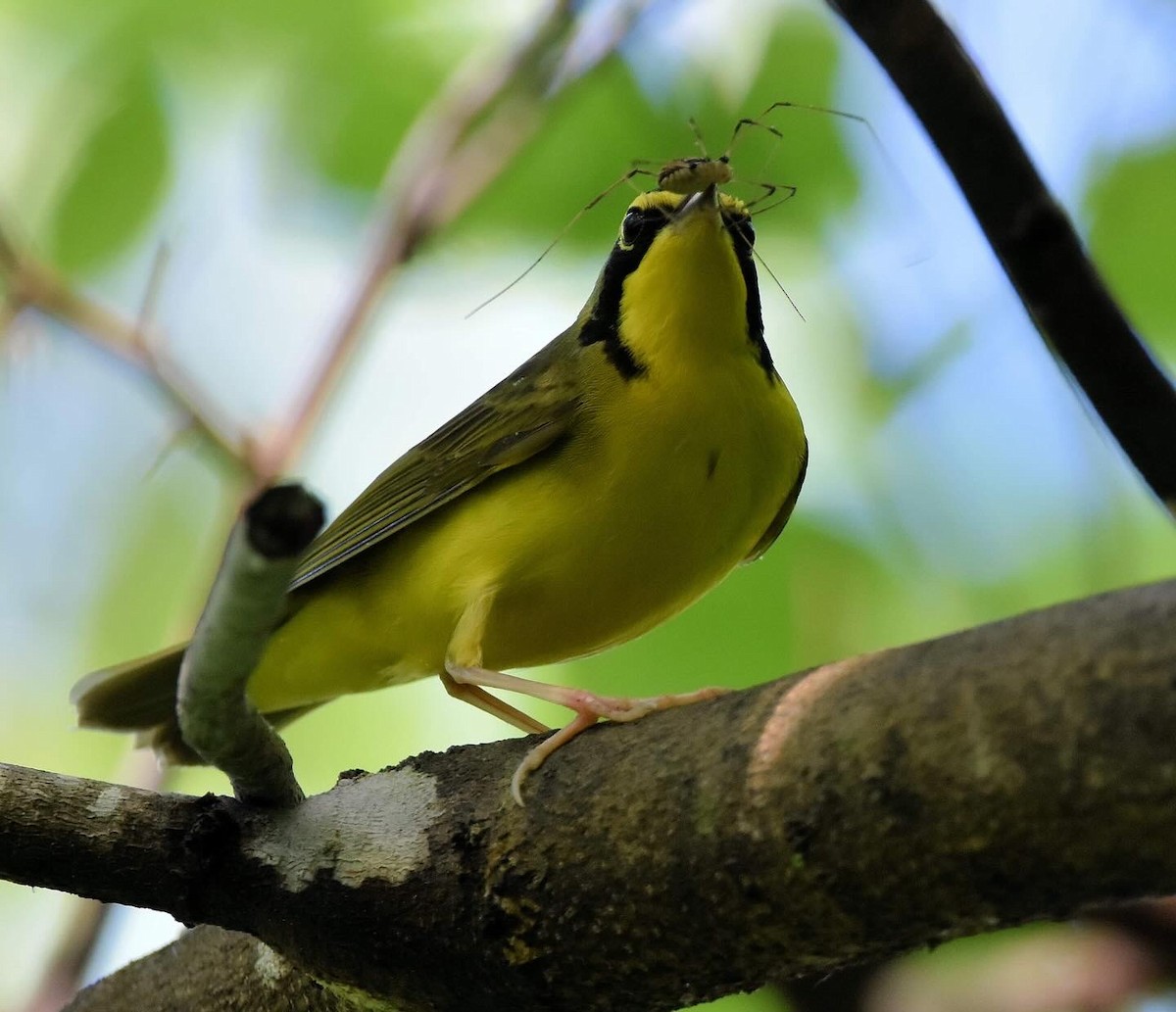 Kentucky Warbler - ML618641018