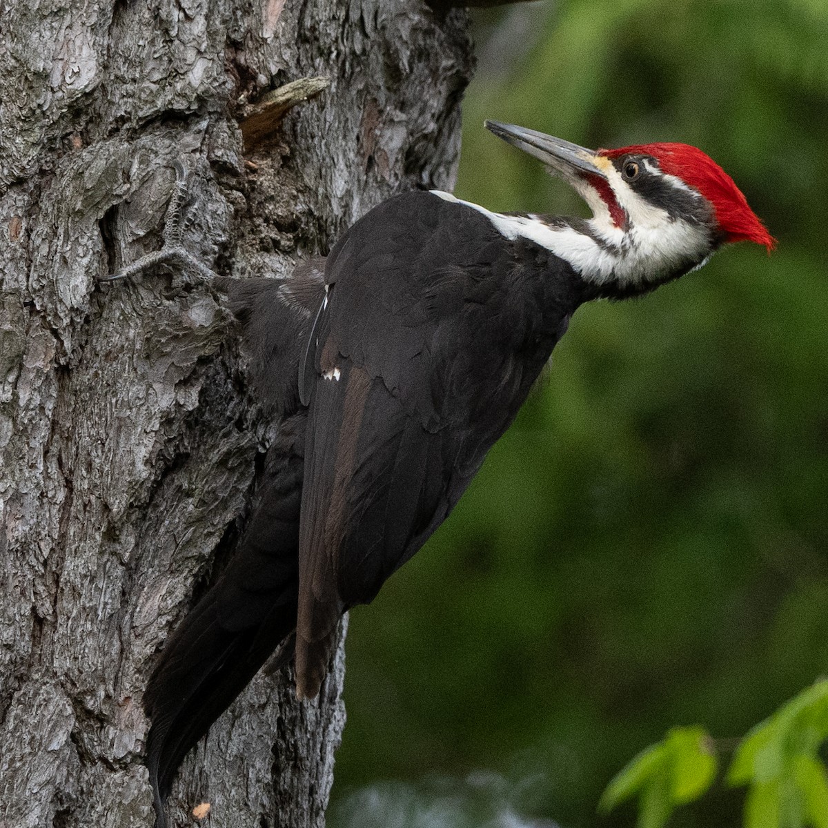 Pileated Woodpecker - ML618641085