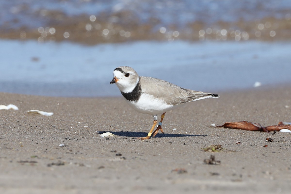 Piping Plover - ML618641091