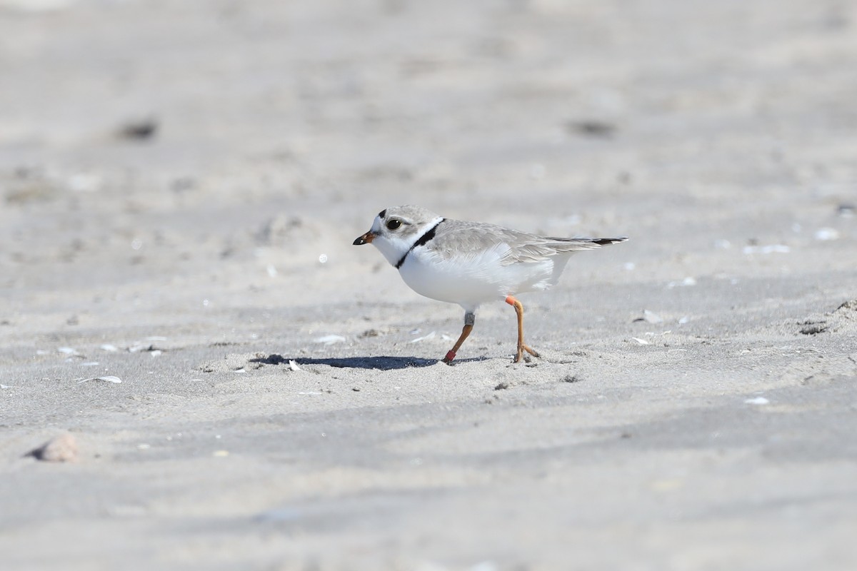 Piping Plover - ML618641092