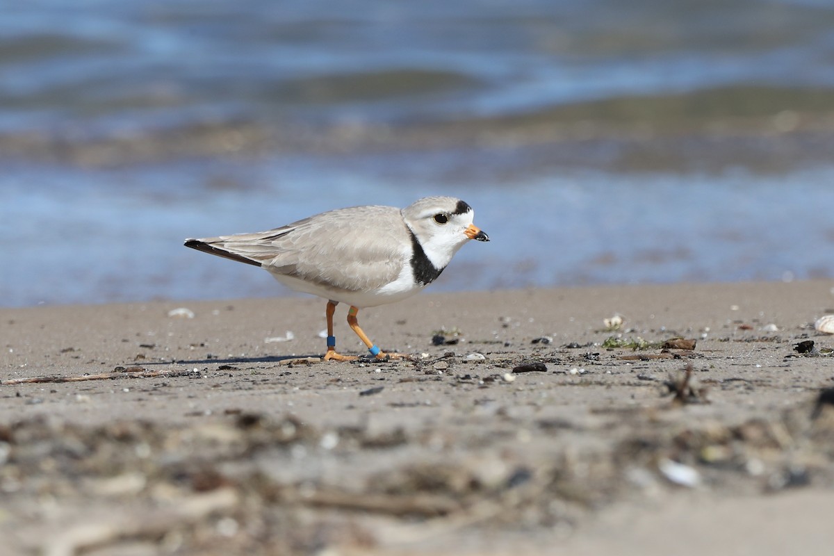 Piping Plover - Willem Span