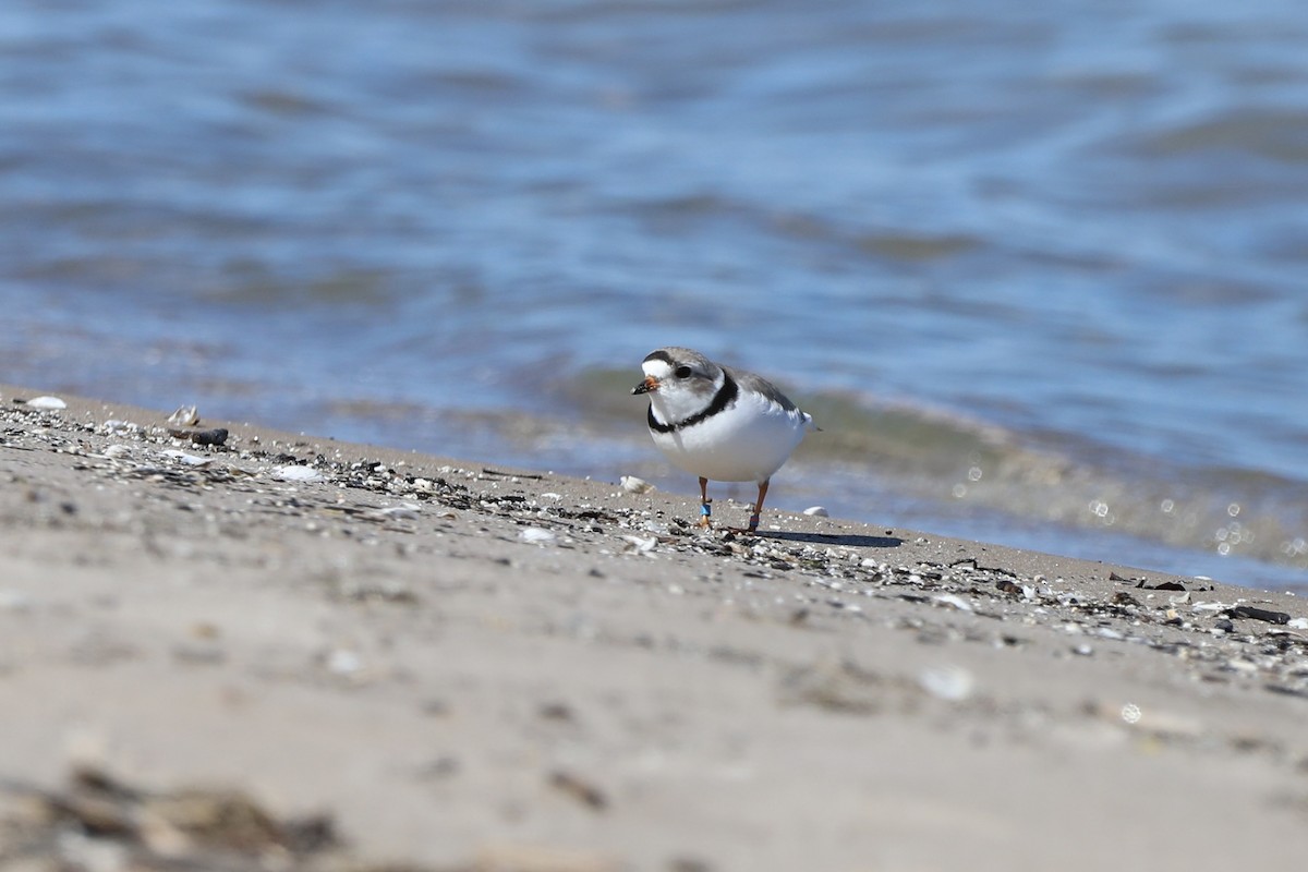 Piping Plover - ML618641116