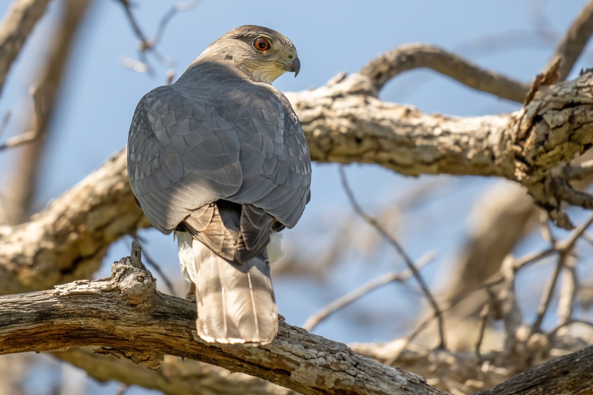 Cooper's Hawk - James Hoagland