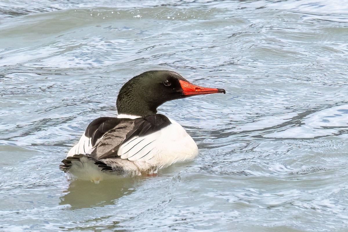 Common Merganser - ML618641128