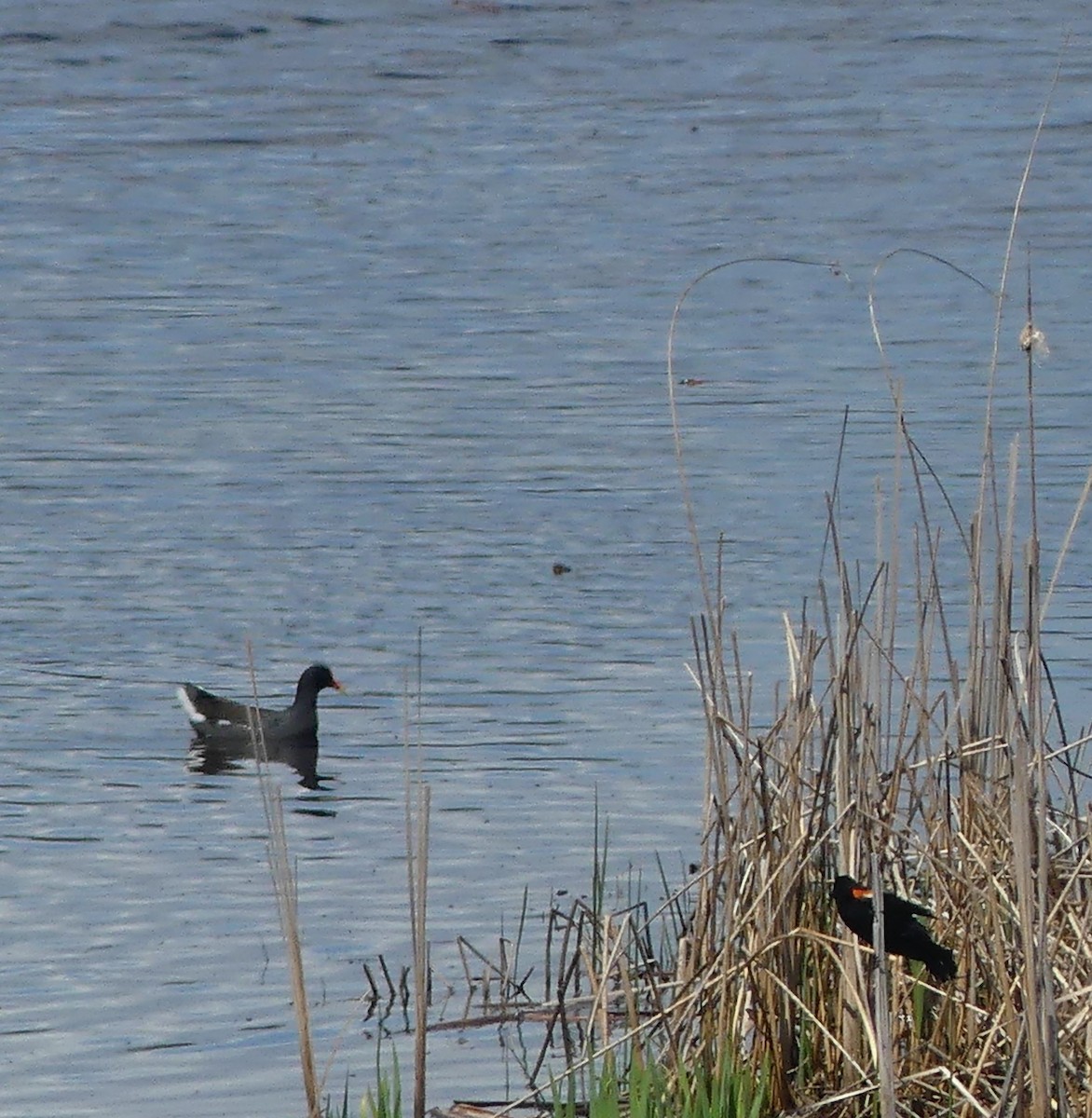 Gallinule d'Amérique - ML618641201