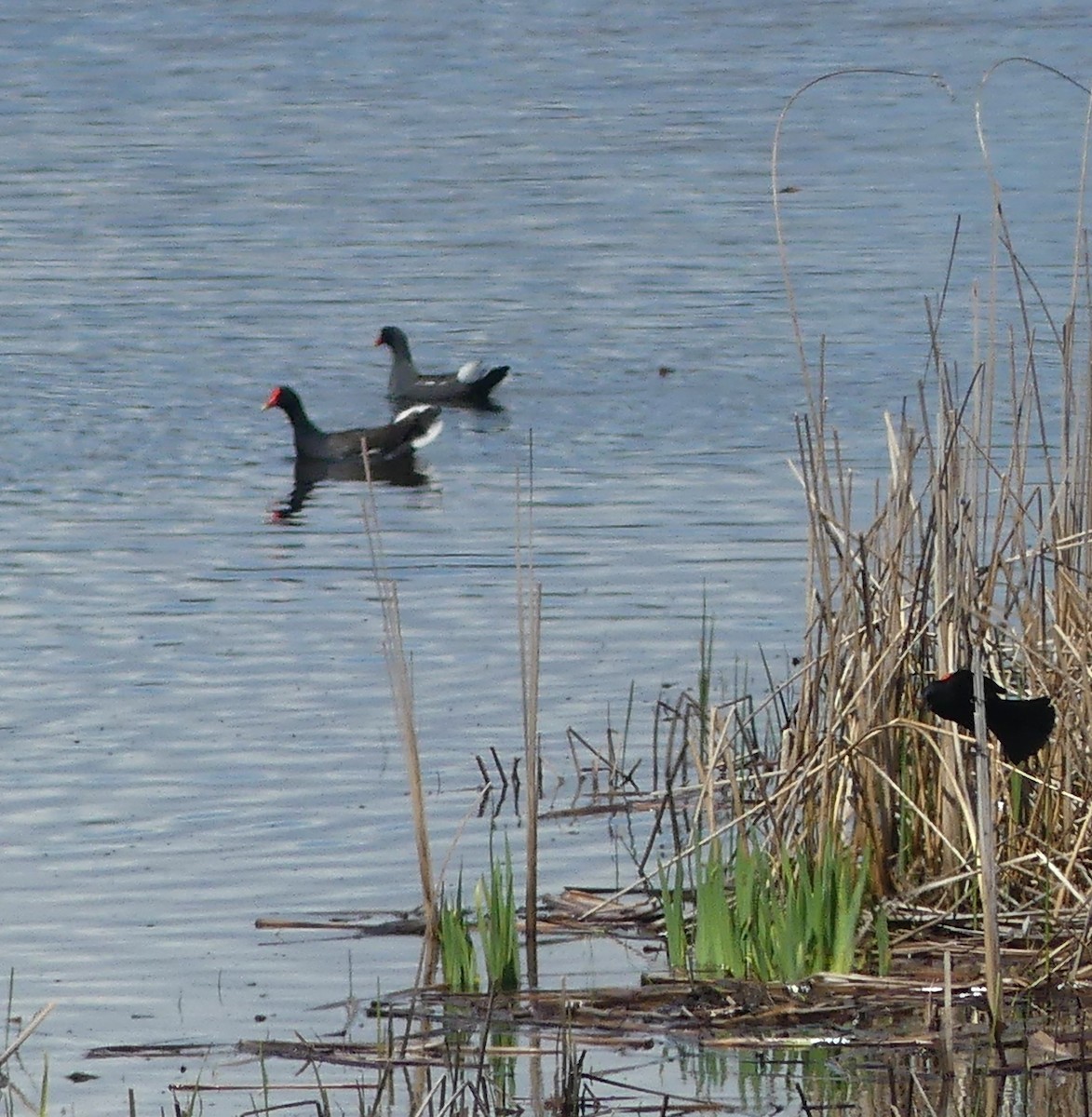 Common Gallinule - claudine lafrance cohl