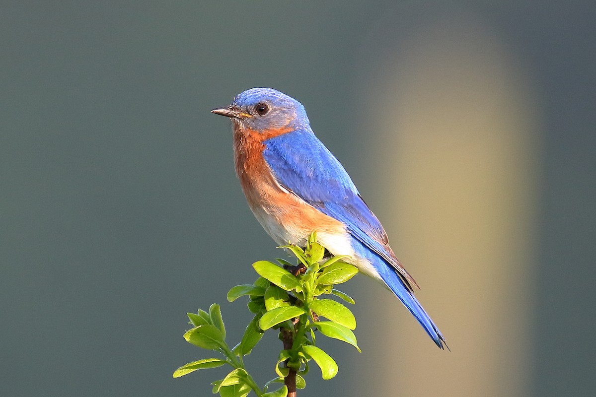 Eastern Bluebird - ML618641218