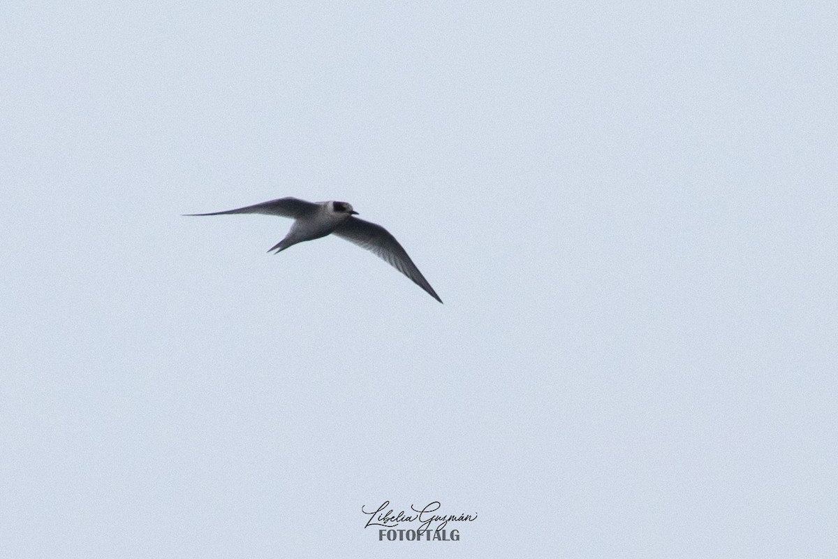 Antarctic Tern - ML618641293