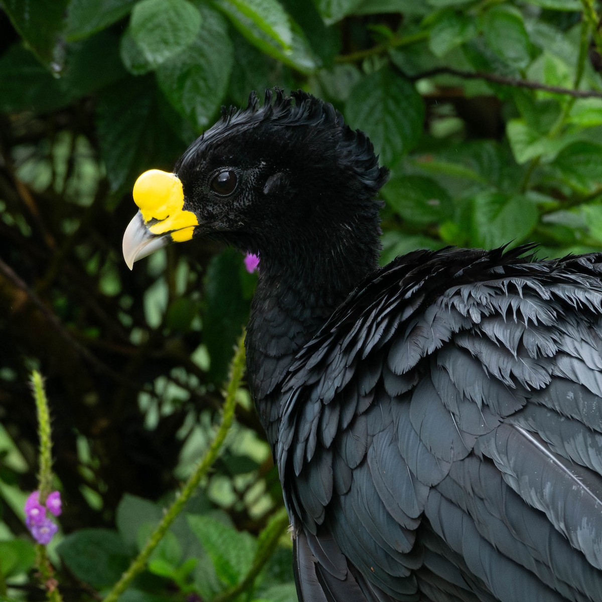 Great Curassow - Rich and Lynne Glassford