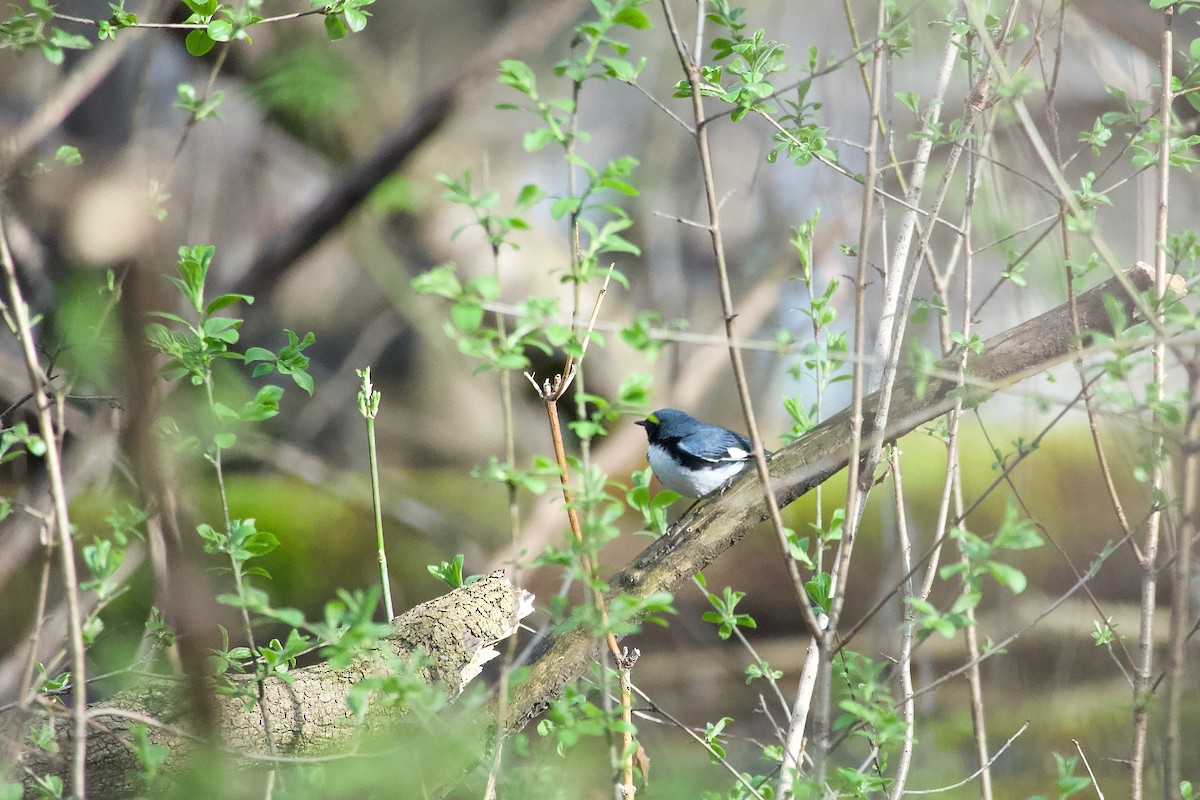 Black-throated Blue Warbler - ML618641298