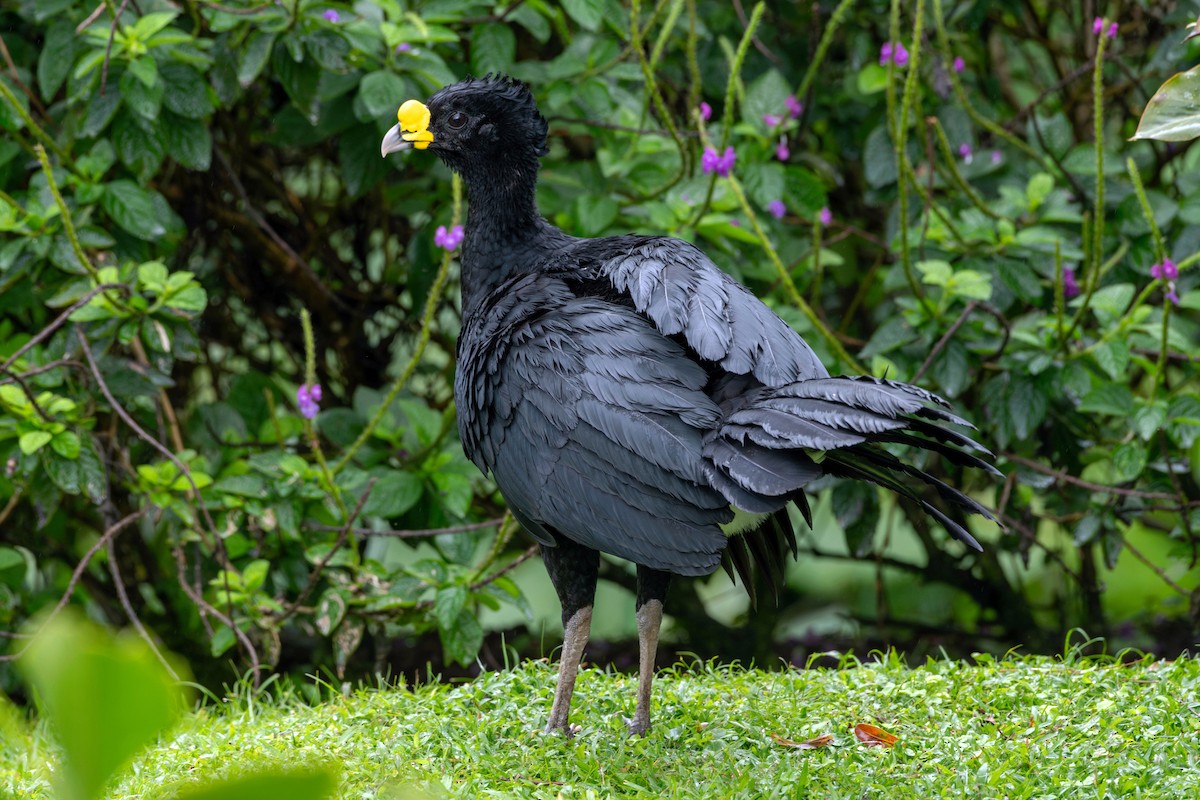 Great Curassow - Rich and Lynne Glassford