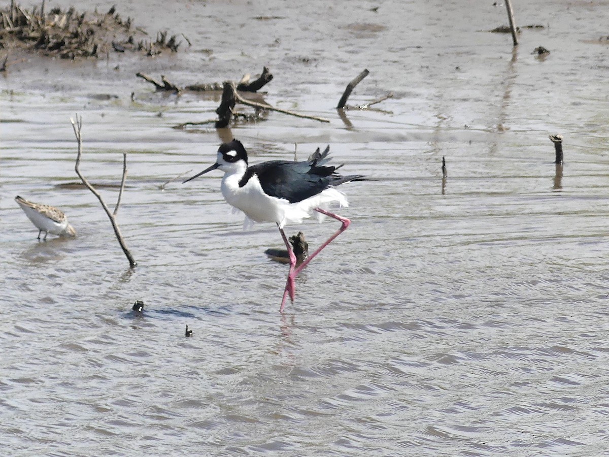 Black-necked Stilt - ML618641303