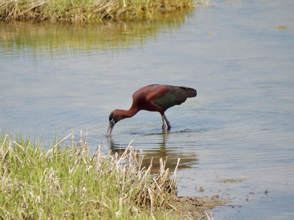 ibis hnědý - ML618641313