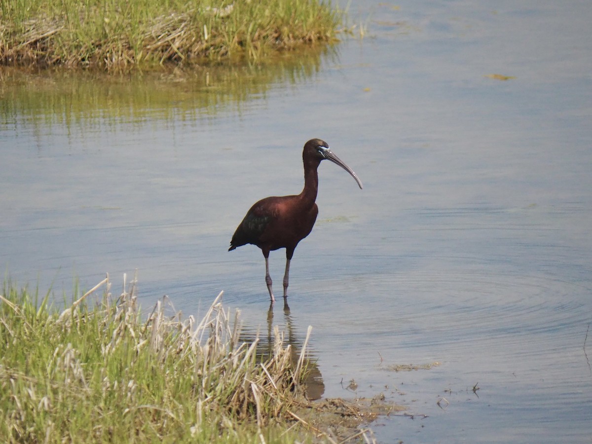 ibis hnědý - ML618641316