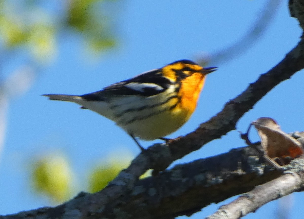 Blackburnian Warbler - Paul Mackenzie