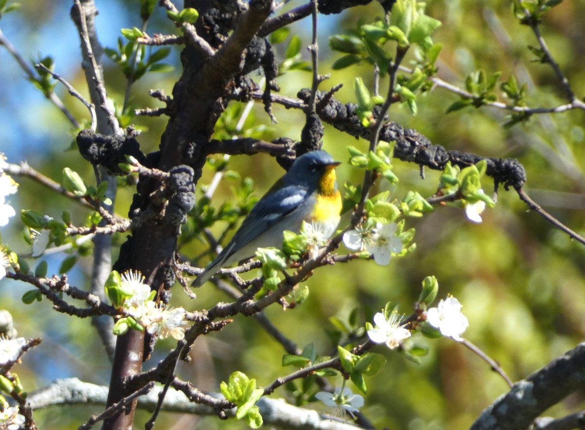 Northern Parula - Paul Mackenzie