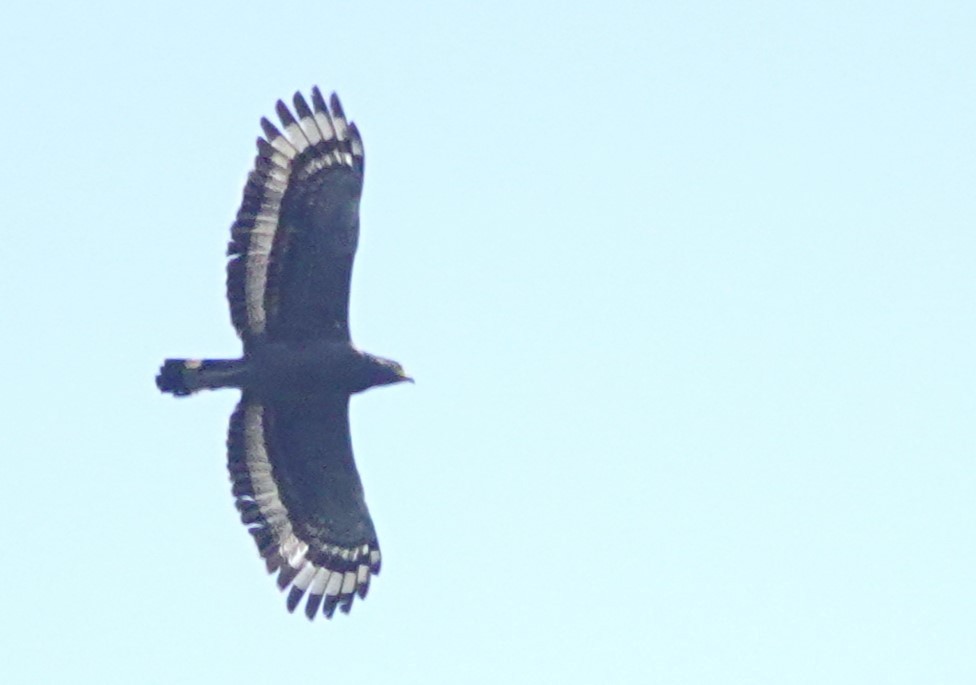 Crested Serpent-Eagle - ML618641379