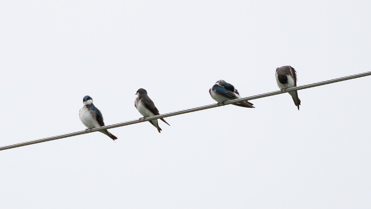 Tree Swallow - ML618641401