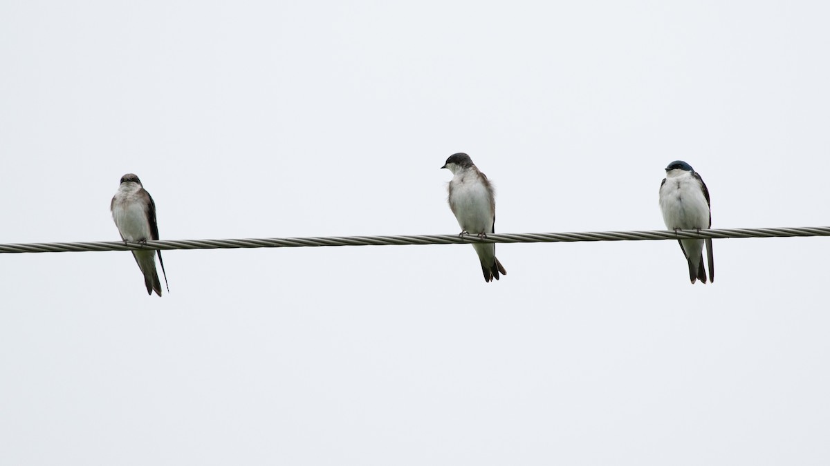 Tree Swallow - ML618641402