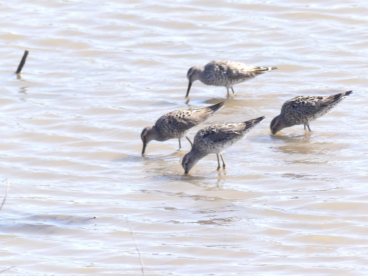 Stilt Sandpiper - ML618641410