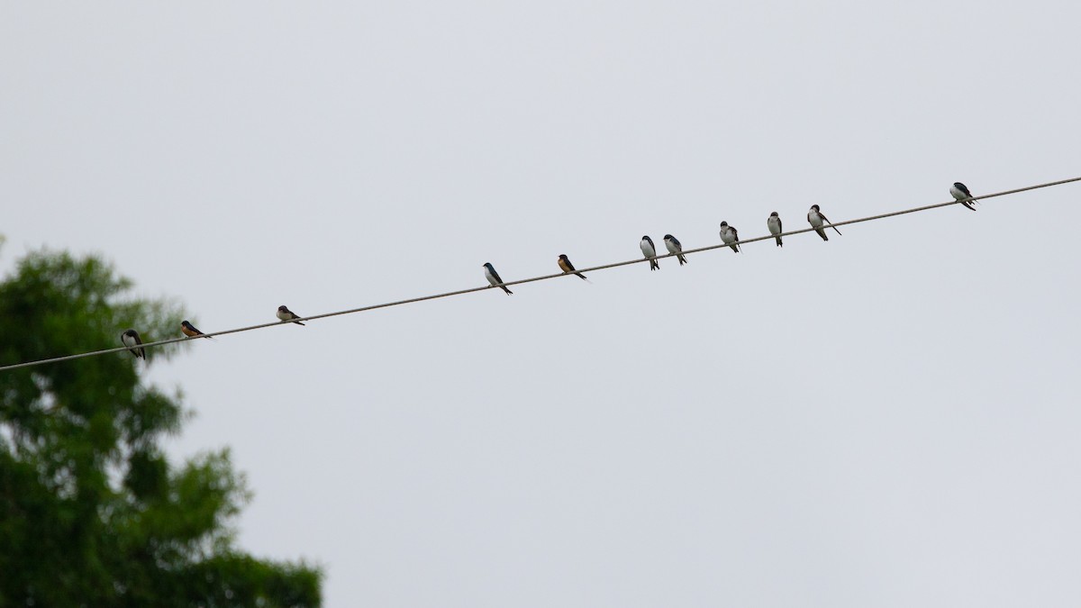 Tree Swallow - ML618641418