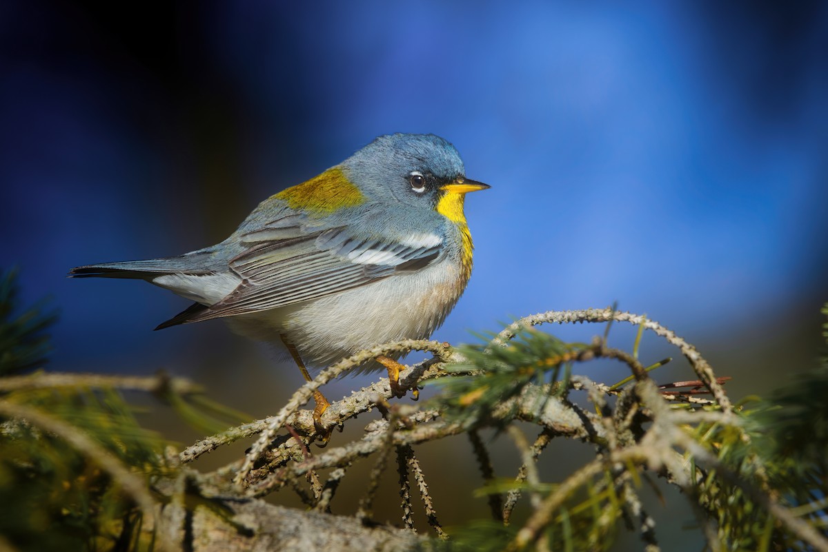Northern Parula - ML618641423