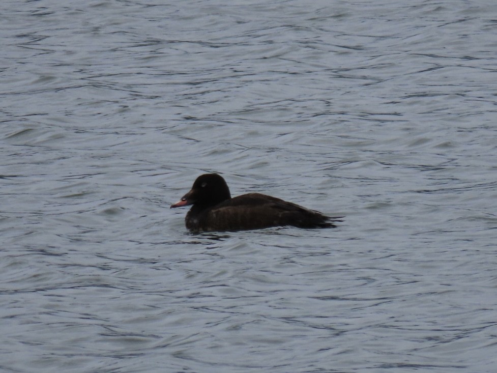 White-winged Scoter - ML618641471