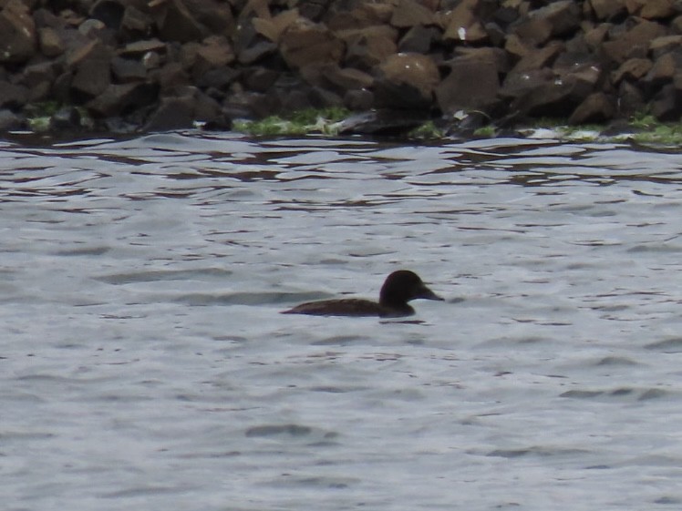 White-winged Scoter - ML618641473