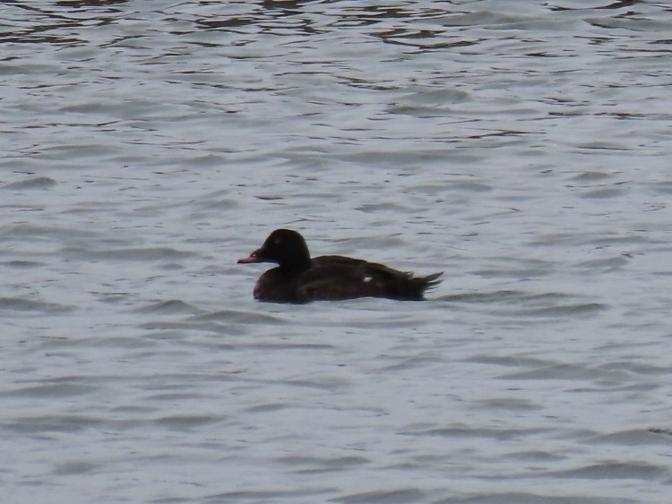 White-winged Scoter - ML618641474