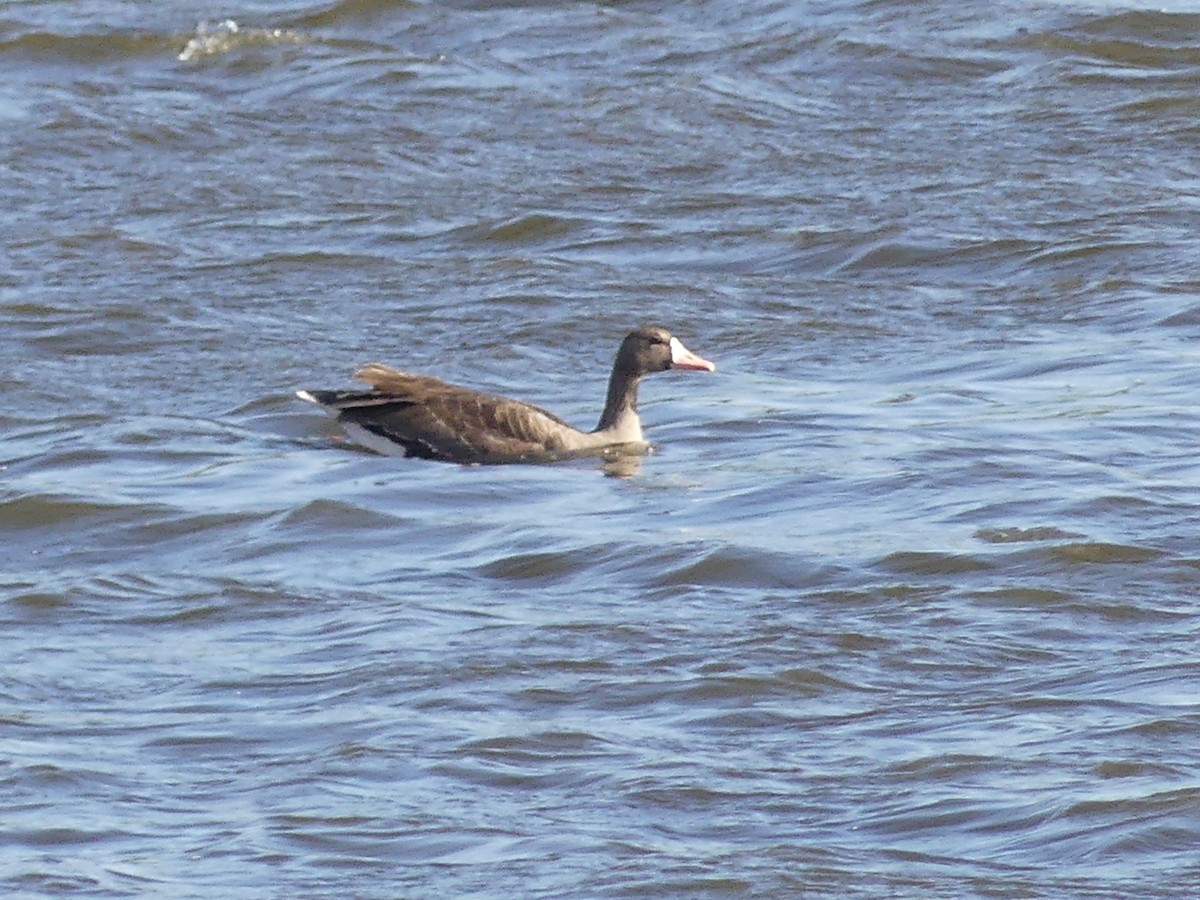 Greater White-fronted Goose - ML618641481