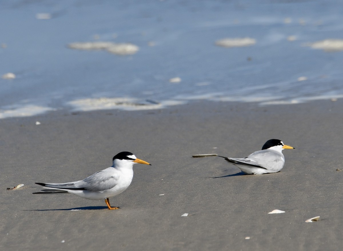 Least Tern - ML618641493